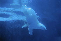 Polar bear {Ursus maritimus} female in water, Captive, St Felicien Zoo, Quebec, Canada