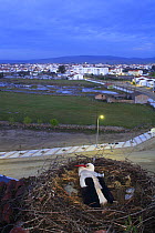 White stork {Ciconia ciconia} in nest overlooking town, Quintana de la Serena, Badajoz, Extremadura, Spain  April 2007