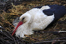 White stork {Ciconia ciconia} in nest, Quintana de la Serena, Badajoz, Extremadura, Spain  April 2007