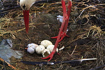 White stork {Ciconia ciconia} in nest tending to eggs and newly hatched chick, Quintana de la Serena, Badajoz, Extremadura, Spain  April 2007