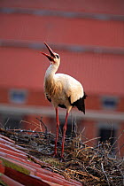 White stork {Ciconia ciconia} standing next to nest and calling, on urban rooftop, Quintana de la Serena, Badajoz, Extremadura, Spain  April 2007