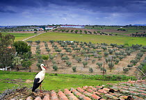White stork {Ciconia ciconia} nesting on roof overlooking Olive grove and farmland, Quintana de la Serena, Badajoz, Extremadura, Spain  April 2007