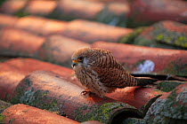 Lesser kestrel {Falco naumanni} female perching on rooftop, Quintana de la Serena, Badajoz, Extremadura, Spain