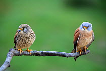 Male (right)  and female Lesser kestrels {Falco nuamanni} perching on branch, Quintana de la Serena, Badajoz, Extremadura, Spain