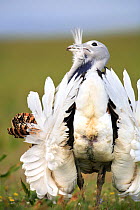 Male Great bustard {Otis tarda} displaying plumage, Castuera, La Serena, Badajoz, Extremadura, Spain April 2007