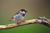 Common / House sparrow male {Passer domesticus} Quintana de la Serena, Badajoz, Extremadura, Spain  April