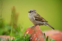 Common / House sparrow female {Passer domesticus} Quintana de la Serena, Badajoz, Extremadura, Spain April
