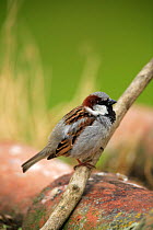 Common / House sparrow male {Passer domesticus} Quintana de la Serena, Badajoz, Extremadura, Spain April