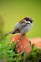 Common / House sparrow {Passer domesticus} male perching on stone, Quintana de la Serena, Badajoz, Extremadura, Spain April