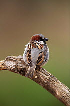 Rear view of Common / House sparrow {Passer domesticus} male perching on branch, Quintana de la Serena, Badajoz, Extremadura, Spain April