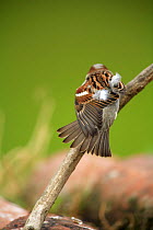 Common sparrow male {Passer domesticus} ruffling feathers, Quintana de la Serena, Badajoz, Extremadura, Spain April