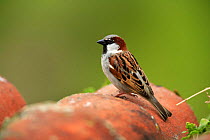Common / House sparrow {Passer domesticus} male perching on roof tiles, Quintana de la Serena, Badajoz, Extremadura, Spain April