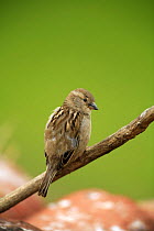 Common / House sparrow {Passer domesticus} female perching on branch, Quintana de la Serena, Badajoz, Extremadura, Spain, April