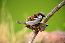 Common / House sparrows {Passer domesticus} mating on branch, Quintana de la Serena, Badajoz, Extremadura, Spain April