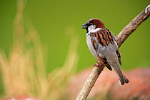 Common/ House sparrow {Passer domesticus} calling from branch, Quintana de la Serena, Badajoz, Extremadura, Spain April
