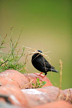 Spotless starling {Sturnus unicolor} with grass in beak, Quintana de la Serana, Badajoz, Extremadura, Spain  April
