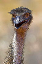 Emu {Dromaius novaehollandiae} head and neck portrait, Cape Range National Park, Western Australia
