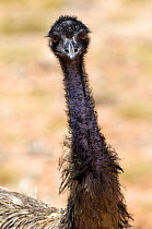 Emu {Dromaius novaehollandiae} Cape Range National Park, Western Australia