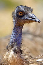 Emu {Dromaius novaehollandiae} Cape Range National Park, Western Australia