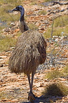 Emu {Dromaius novaehollandiae} rear view, Cape Range National Park, Western Australia