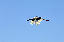 Jabiru / Black-necked Stork {Ephippiorhynchus asiaticus} flying, Lake Argyle, Western Australia