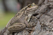 Australian Bellfrog / Motorbike Frog {Litoria moorei} on tree trunk, Summer, Busselton, Western Australia
