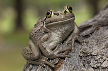 Australian bellfrog / Motorbike Frog {Litoria moorei}  Summer, Western Australia