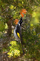 Yellow winged / New Holland Honeyeater {Phylidonyris novaehollandiae longirostris} feeding on flower nectar, Summer, Cape Le Grand National Park, Western Australia