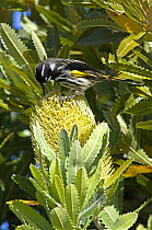 Yellow winged / New Holland Honeyeater {Phylidonyris novaehollandiae canescens} feeding on Banksia flower, Autumn, Bruny Island, Tasmania, Australia