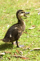 Pacific Black Duck {Anas superciliosa} duckling quacking, Bruny Island, Tasmania, Australia