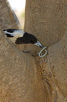 Black throated / Pied butcherbird {Cracticus nigrogularis picatus} killing a snake, Broome, Western Australia