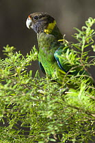 Port Lincoln / Australian Ringnecked Parrot  {Barnardius zonarius} (Twenty-eight form, race semitorquatus) Gloucester National Park, Western Australia