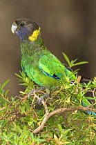 Port Lincoln / Australian Ringnecked Parrot  {Barnardius zonarius} (Twenty-eight form, race semitorquatus) Gloucester National Park, Western Australia