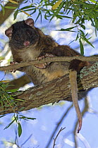 Western Ringtail Possum (Pseudocheirus occidentalis) resting in weeping peppermint tree, Summer, Busselton, Western Australia, Endangered