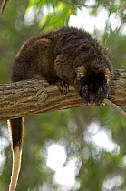 Western Ringtail Possum (Pseudocheirus occidentalis) resting in weeping peppermint tree, Summer, Busselton, Western Australia, Endangered