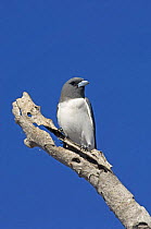 White-breasted Woodswallow {Artamus leucorynchus} on dead tree branch looking out for insects, Winter, Lake Argyle, Western Australia