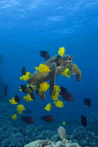 Green sea turtle (Chelonia mydas ) being cleaned by herbivorous cleaner fish species Yellow tangs (Zebrasoma flavescens) and Gold-ring surgeonfish (Ctenochaetus strigosus) that graze algae off of turt...