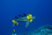 RF- Green sea turtle (Chelonia mydas) being cleaned by herbivorous cleaner fish species Yellow tangs (Zebrasoma flavescens) and Gold-ring surgeonfish (Ctenochaetus strigosus) that graze algae on turtl...