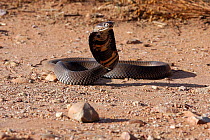 Mozambique spitting cobra / Mfezi {Naja mossambica} showing defensive behaviour and posture, Limpopo Province, South Africa.
