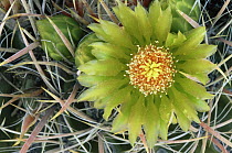 Arizona barrel cactus {Ferocactus wislizenii} in flower, California, USA