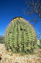 Arizona barrel cactus {Ferocactus wislizenii} Saguaro NP, Arizona, USA