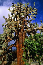 Giant opuntia cactus {Opuntia echios barringtonensis} Sante Fe Is, Galapagos