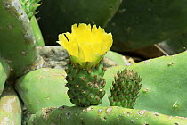 Opuntia cactus {Opuntia ficus indica} flower, Spain