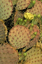 Santa rita prickly pear cactus {Opuntia santa rita} flowering, Arizona, USA