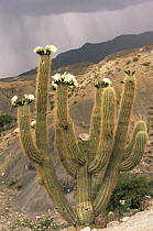Cactus {Trichocereus sp} in flower on the Altiplano, Bolivia