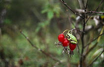 Japanese tree frog {Hyla japonica} on red berries, Ussuriland, Primorsky, Russia