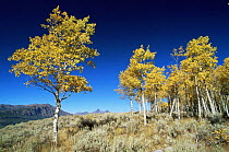 Aspen trees {Populus tremula} in autumn, Montana, USA