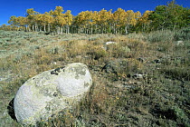 Beartooth highway, Montana, USA in autumn with Aspen trees {Populus tremula} in the background and rock with lichen in foreground.