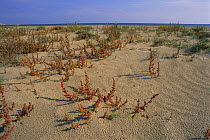 Saltwort plants {Salsola kali} growing on sand dunes, Alicante, Spain