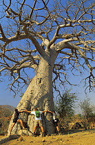 Baobab tree {Adansonia digitata} with three people hugging the trunk, Epupa Falls, Kaokoveld, Namibia